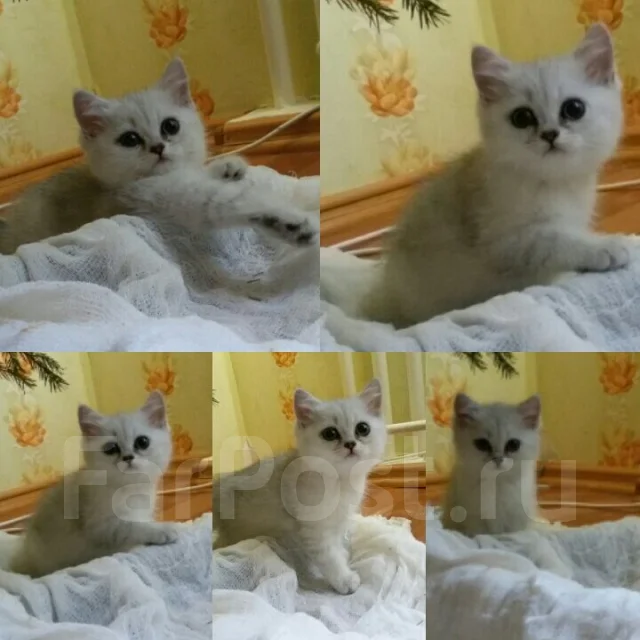 Девочка Кошка На Новый Год
