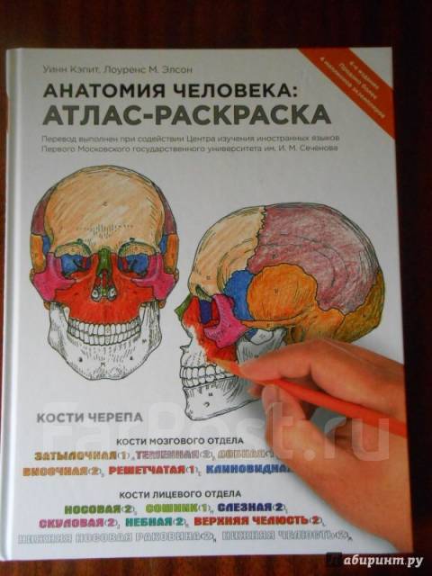 Учебник по анатомии человека для 11 класса