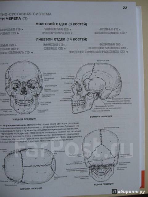 Атлас по анатомии человека 8 класс