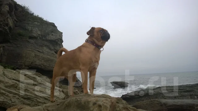 �������. ����