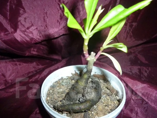 �������� (Talinum) ����