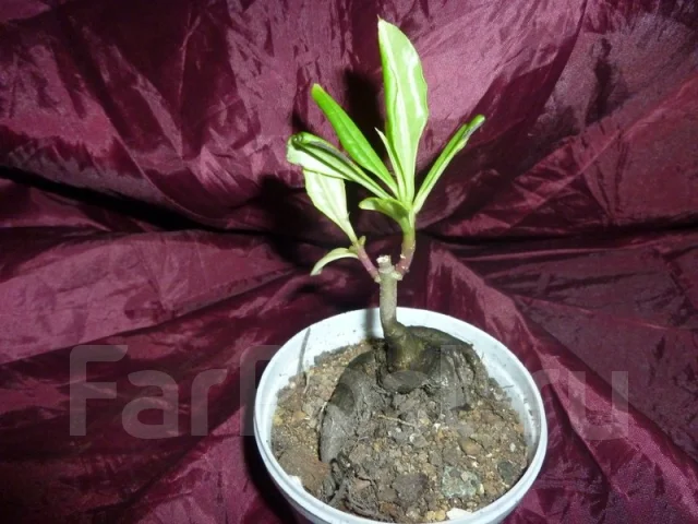 �������� (Talinum) ����