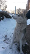 �����. ����