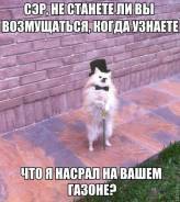 Померанский шпиц. Под заказ