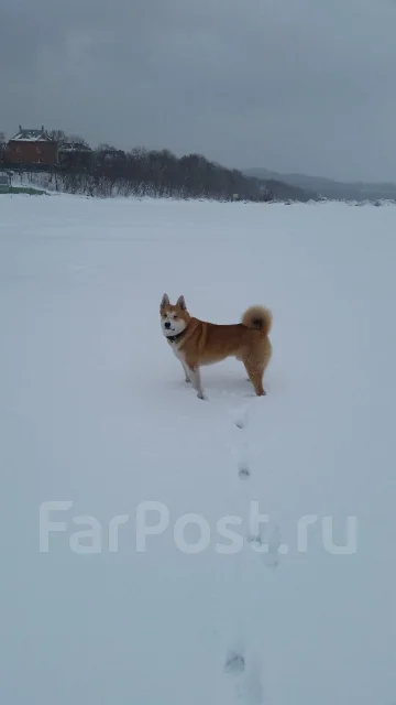 �����. ����