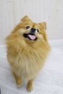 Немецкий шпиц.