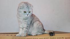 Шотландская кошка.