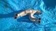 Коллектор. Subaru Legacy B4, BL5 Subaru Legacy, BL5, BP9, BP5 Subaru Impreza, GE7, GE6, GH7, GH6 Subaru Legacy Wagon, BP5 Двигатели: EJ20, EJ204, EJ25...