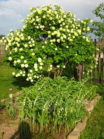 Калина снежный шар фото