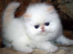 Персидская кошка.
