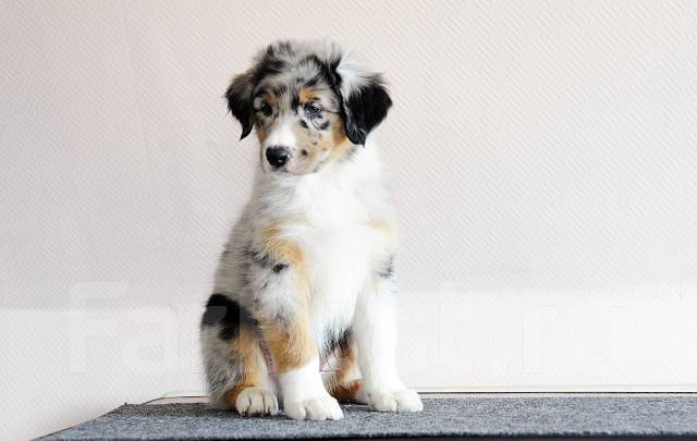 Продается щенок австралийской овчарки (аусси) мальчик голубой мрамор, под  заказ. Цена: 40 000₽ в Хабаровске