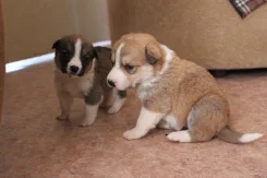 ������. ����