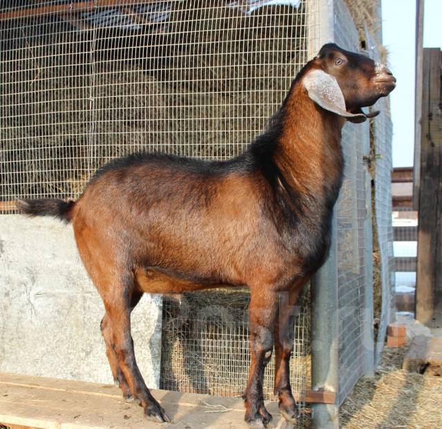 Нубийцы козы - 95 фото