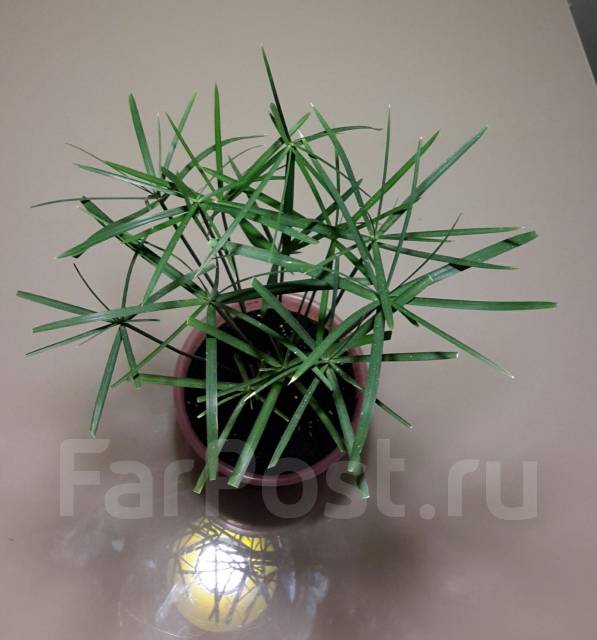 Циперус изящный (cyperus gracilis ), в наличии. Цена: 200₽ во Владивостоке