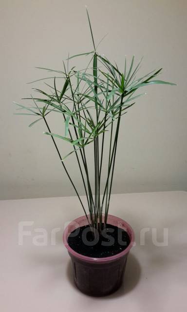 Циперус изящный (cyperus gracilis ), в наличии. Цена: 200₽ во Владивостоке