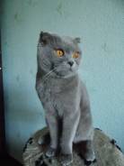 Шотландская вислоухая короткошерстная кошка.