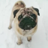 ����. ����