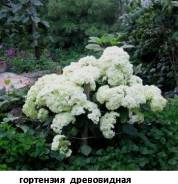 Гортензия.