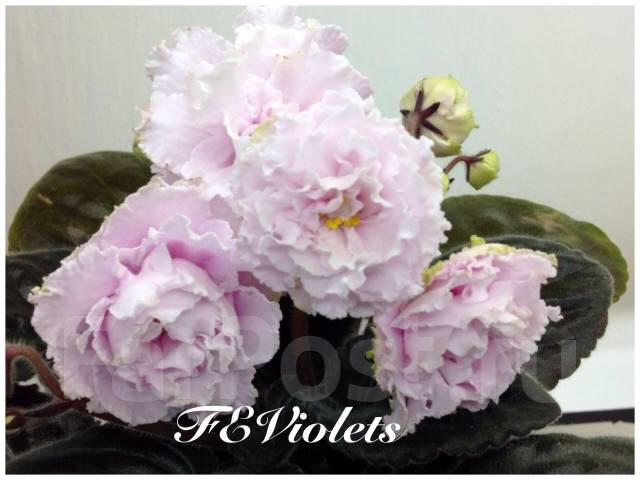 Шармель сенполия. Фиалка ек шармель. Фиалка ек шармель. Фиалка шармель. Фиалка розовая королева ек.