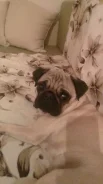 ����.