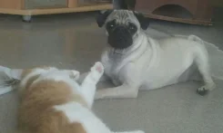 ����. ����