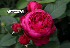 Роза.