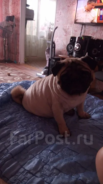 ����. ����