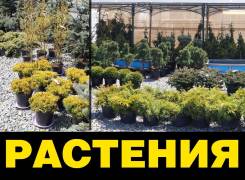 Растения, саженцы, семена.
