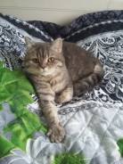 Британская кошка.