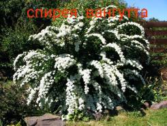 Спирея.