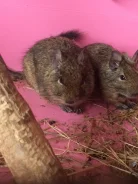 ����. ����