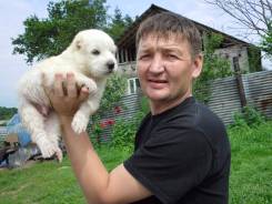 Водитель-курьер. Среднее образование, опыт работы 7 лет