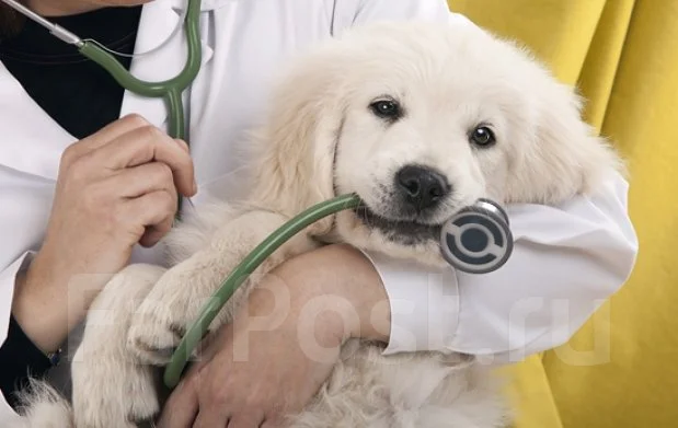 Ветуслуги на дому: кастрация котов и кошек, удал-е когтей; купир. ушей ...