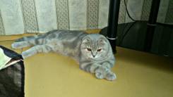 Шотландская вислоухая короткошерстная кошка.