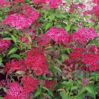 Спирея Антони Ватерери, саженцы, новый, в наличии во Владивостоке