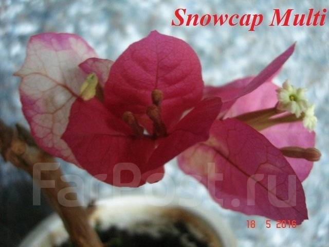 Snowcap multi бугенвиллия фото