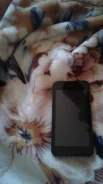Nokia 5228. �/�