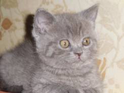 Шотландская кошка.