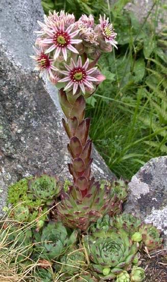 Как цветет каменная роза фото Молодило кровельное (Sempervivum tectorum), в наличии. Цена: 100 ₽ во Владивосто