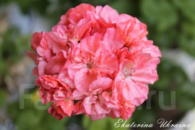 Пеларгония edwards embers фото описание