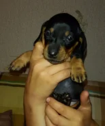 �����. ����
