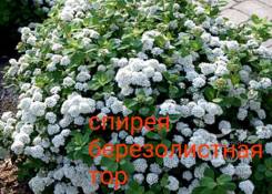 Спирея.