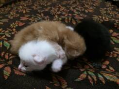 Кошки.