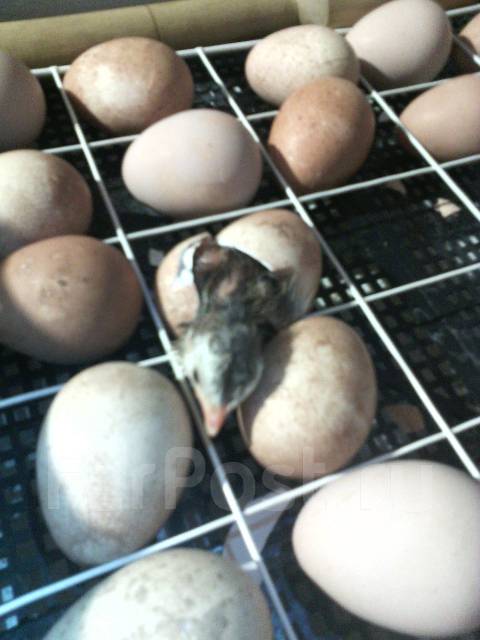 Инкубатор для яиц цесарок. Инкубатор корея для яиц автоматический. Птицефабрика инкубатор. Инкубатор rcom 50 pro. Инкубация яиц.