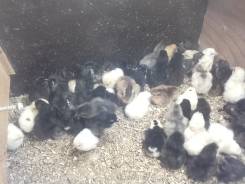 Продам цыплят: от кур несушек, индюков