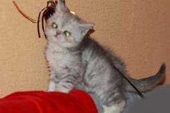 Серебристые шотландцы котик и кошечка