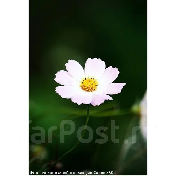 Canon EOS 350D. 8 - 8.9 ��, ���: 14� � ����� ����