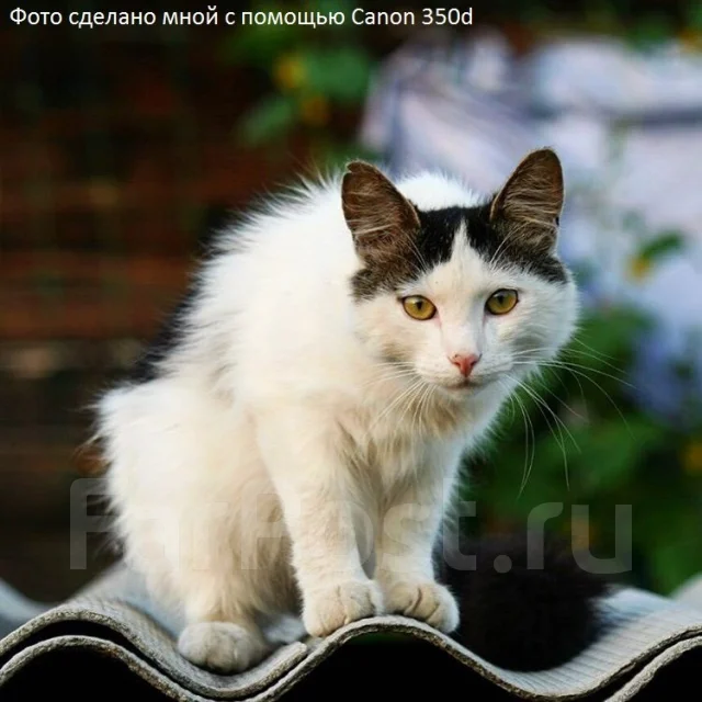 Canon EOS 350D. 8 - 8.9 ��, ���: 14� � ����� ����