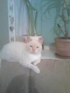 Кошки.