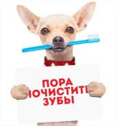 Ультразвуковая чистка зубов собакам! Без наркоза!